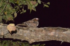 Caprimulgus madagascariensis