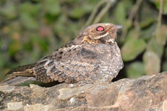 Caprimulgus madagascariensis