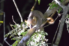 Microcebus murinus