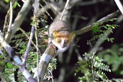 Microcebus murinus