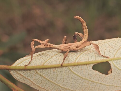 Spiny Leaf insect photo 3