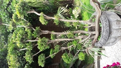 Buxus microphylla