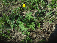 Ranunculus propinquus subborealis