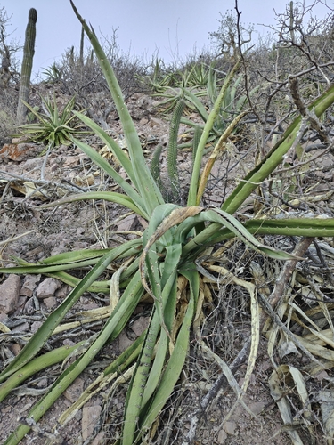 Image of Agave aurea by (c) Abraham Sánchez Romero, some rights reserved (CC BY)