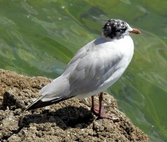 Ichthyaetus melanocephalus