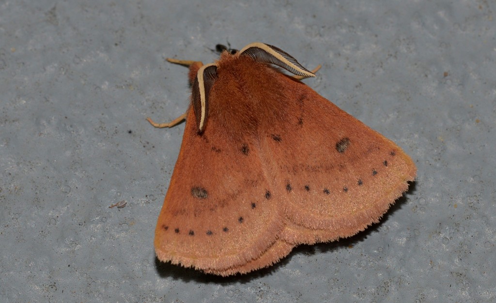 Anthela ferruginosa