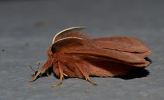 Anthela ferruginosa