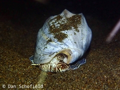 Cymbiola vespertilio