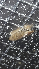 Nusalala tessellata