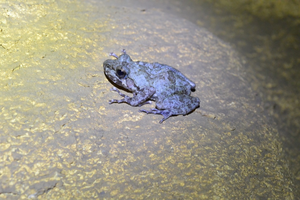 Gephyromantis atsingy
