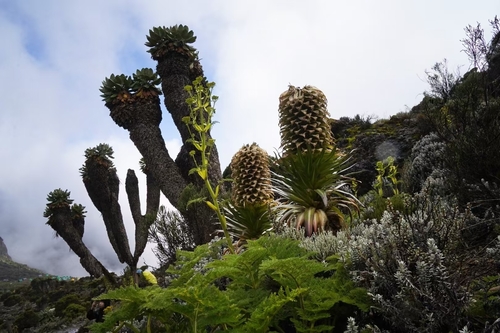 Giant Groundsel (Dendrosenecio kilimanjari)