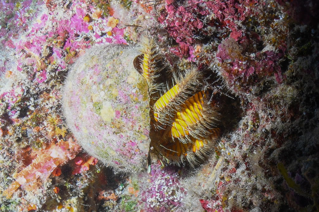 hairy yellow hermit