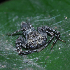 Oxyopidae
