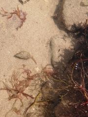 Tritia reticulata