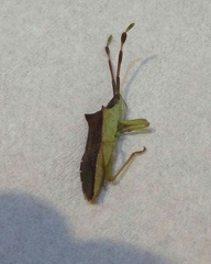 Gonocerus acuteangulatus