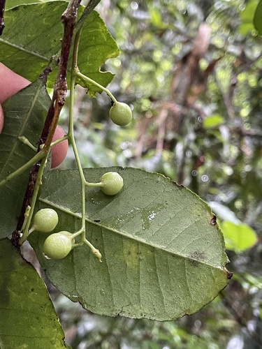 Zanthoxylum ovalifolium observed 2025-02-09