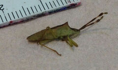 Gonocerus acuteangulatus