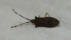 Gonocerus acuteangulatus
