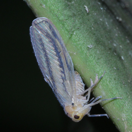 Zeugma vittata in life