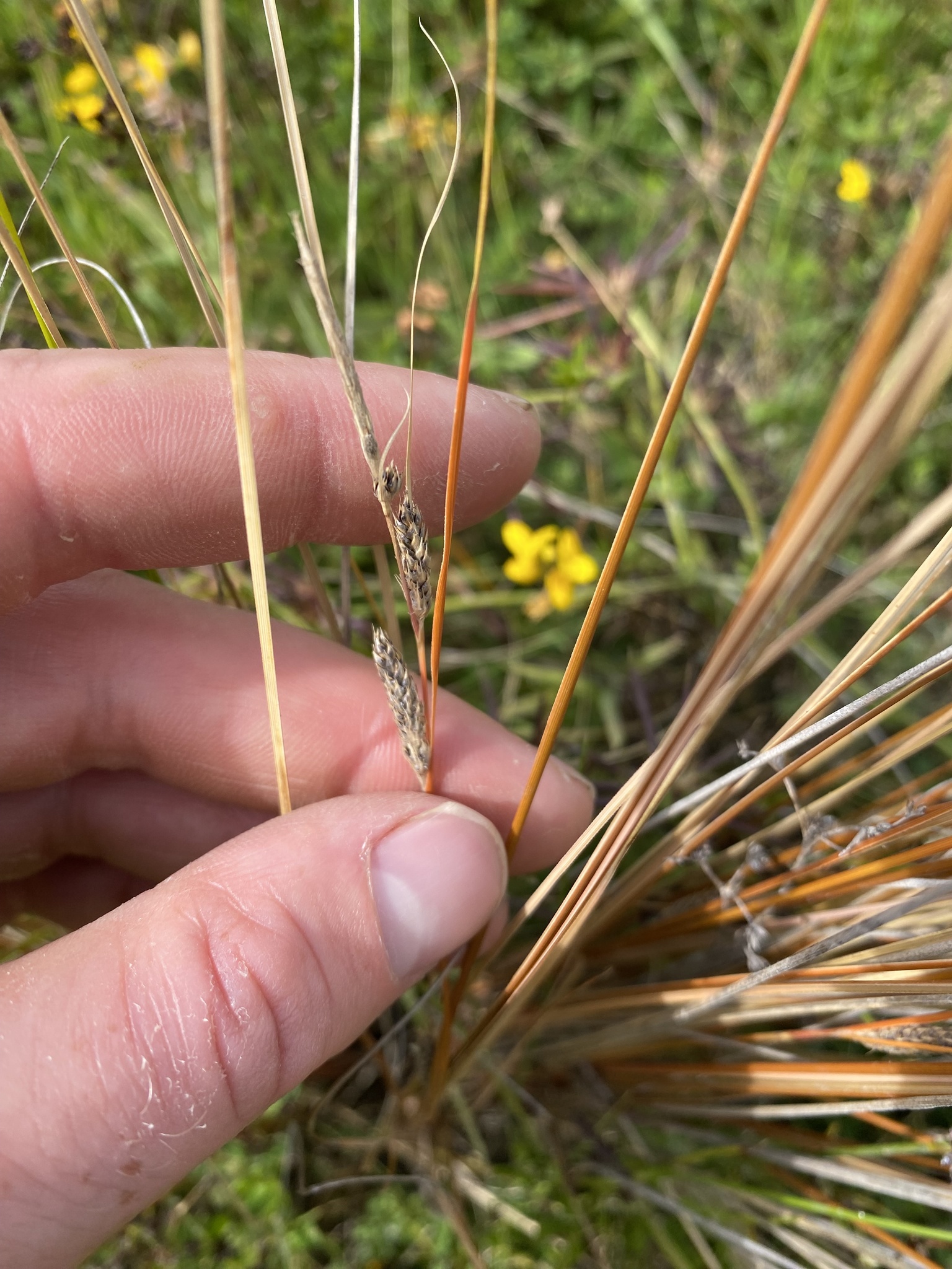 Imagem de Carex buchananii