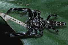 Bavia sexpunctata