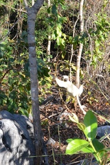 Propithecus deckenii