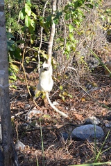 Propithecus deckenii