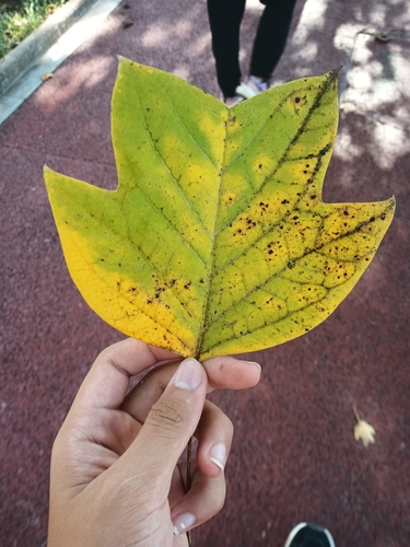 Chinese tulip tree