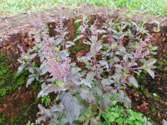 Ocimum tenuiflorum