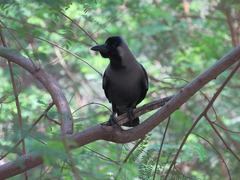 Corvus splendens