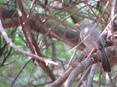 Argya striata