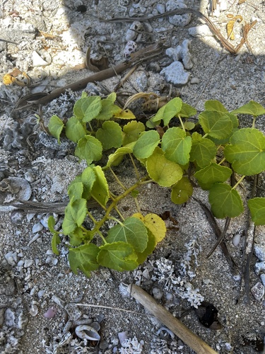 Triumfetta procumbens iNat (2)