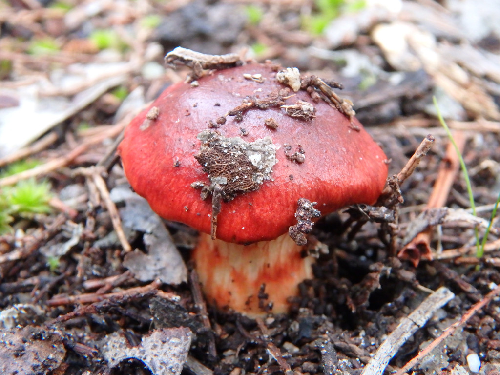 Cortinarius erythraeus