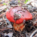Cortinarius erythraeus - Photo (c) Geoffrey Cox, some rights reserved (CC BY-NC), uploaded by Geoffrey Cox