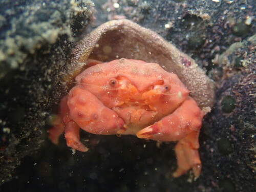 Metadromia wilsoni observed 2025-01-12