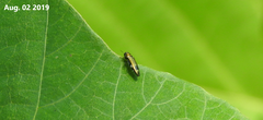 Agrilus chujoi