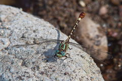 Erpetogomphus lampropeltis