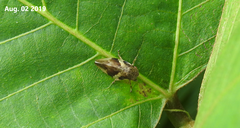 Aphrophora intermedia