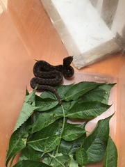 Vipera ammodytes