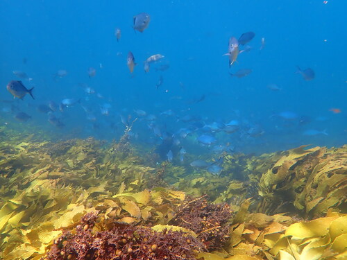 Scorpis violacea