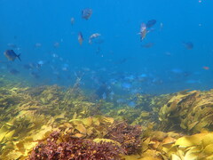 Scorpis violacea