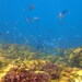 Scorpis violacea