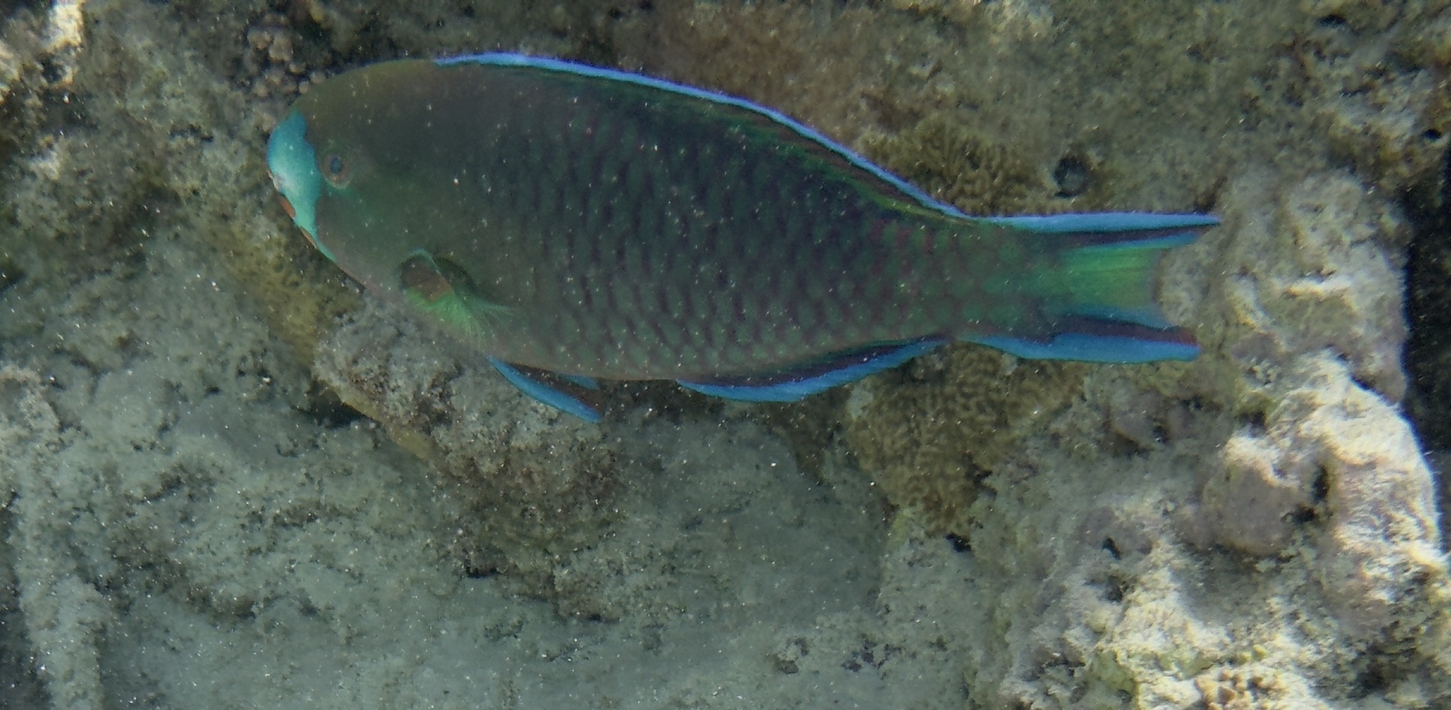 Roundhead Parrotfish photo 3