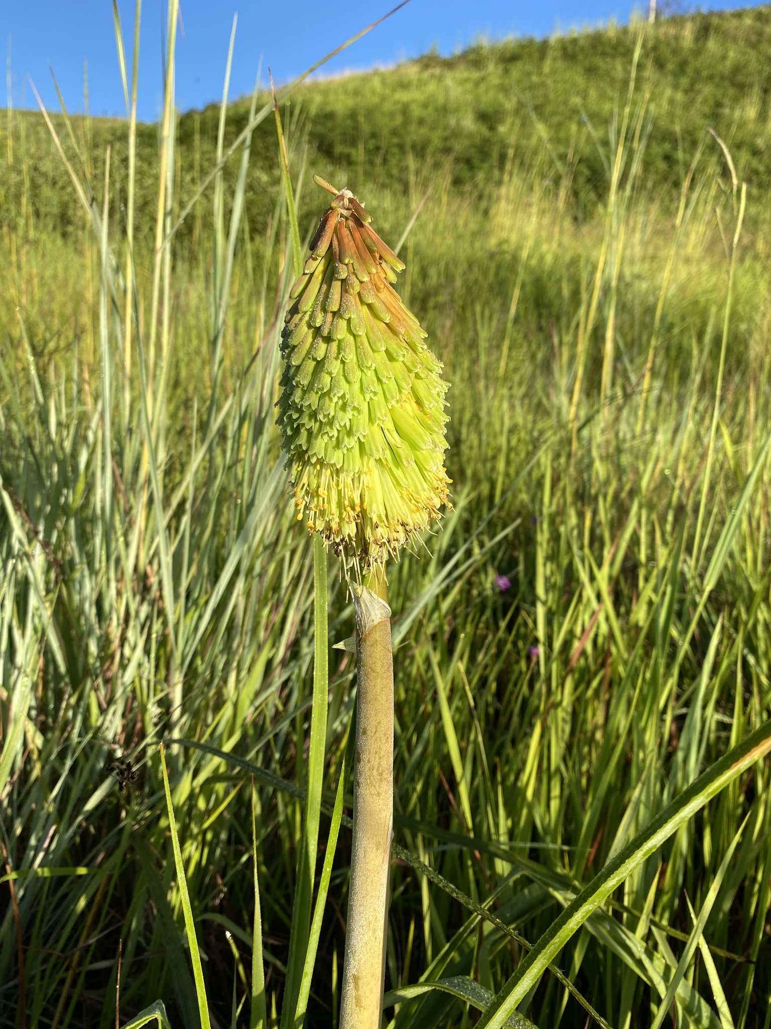 Mountain red hot poker