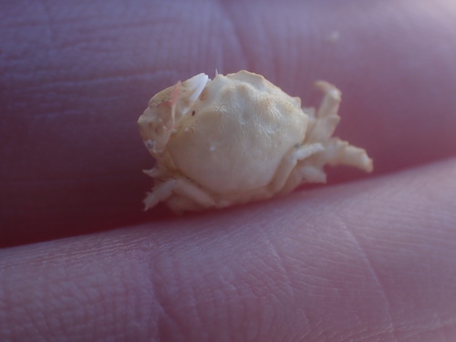 Metadromia wilsoni observed 2025-01-13