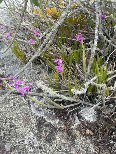 Encyclia jenischiana