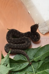 Vipera ammodytes