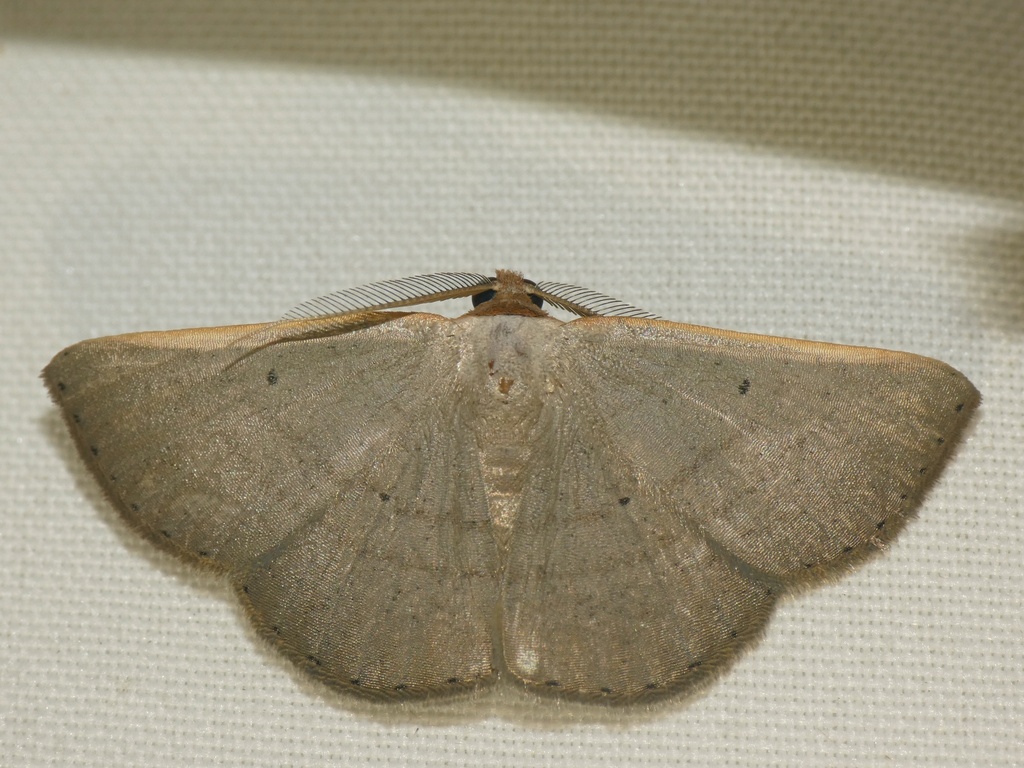 Casbia glaucochroa
