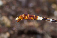 Erpetogomphus lampropeltis