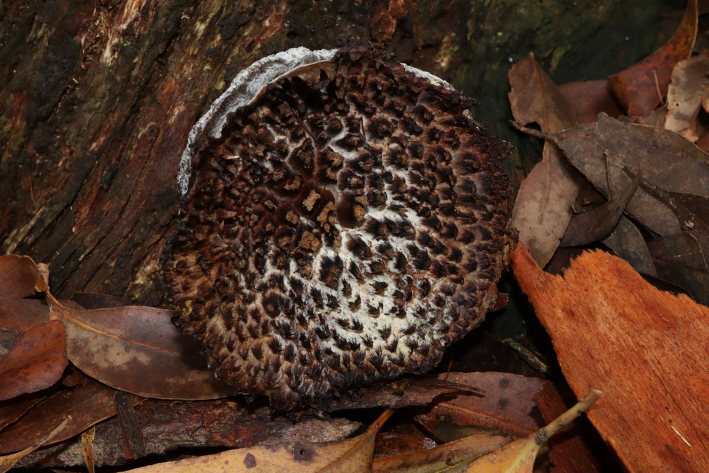 Boletellus emodensis · February 2025 · photo: © thebeachcomber (iNaturalist, cc-by)
